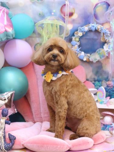 20240818モカくん